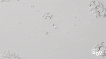 MOISTURE BOOSTER AMPOULE 2ml×20ea